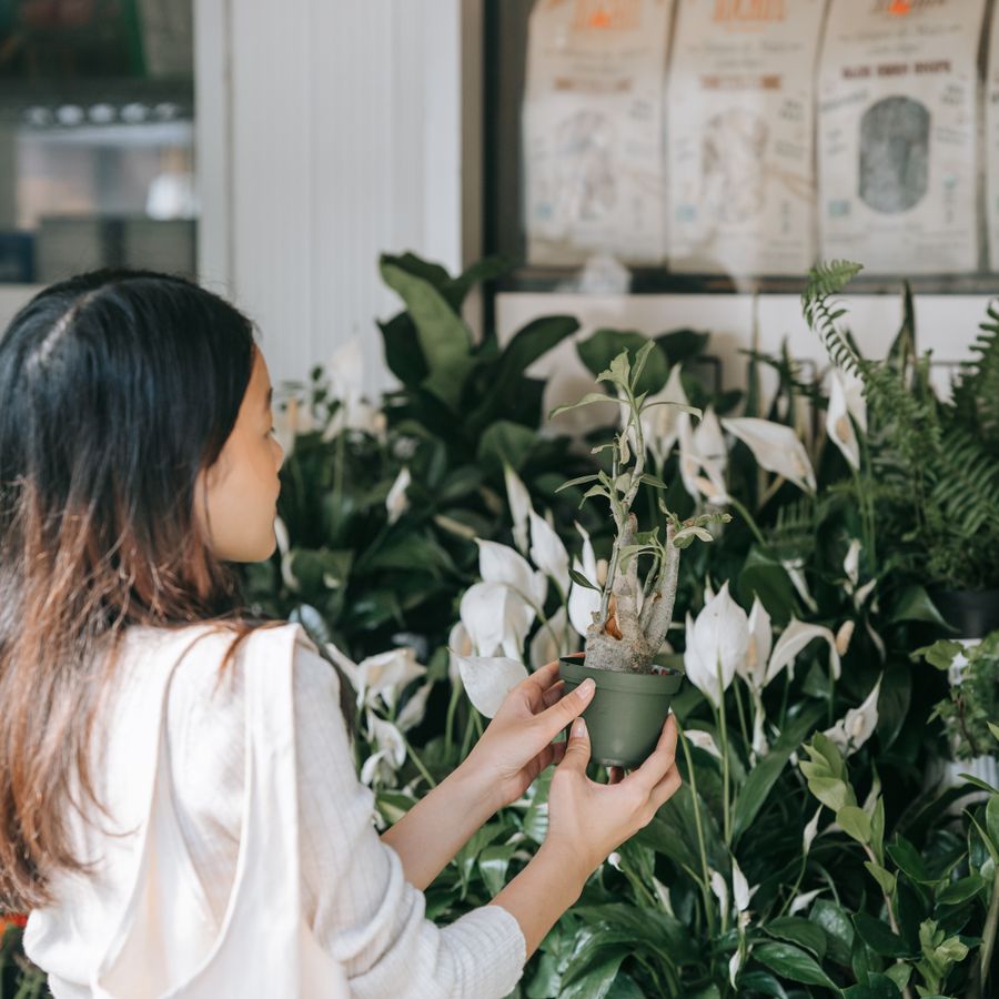 5 plants you can’t kill
